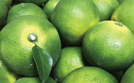 【先行予約】【初秋の美味】【農家直送】有田育ちのご家庭用青切り有田みかん　約5kg +200g(傷み補償分)【2026年9月中旬～10月上旬頃に順次発送予定】【ard045C】