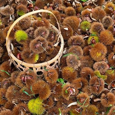 ふるさと納税 京丹波町 チルド熟成 丹波栗4L 1kg (京都京丹波町産 丹波栗) |  | 02