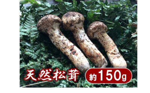 【期間限定】 岩手県産 松茸 天然つぼみ 約150g 国産 【数量限定】