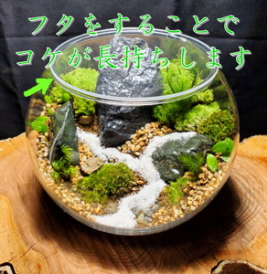 コケテラリウム制作キット直径15cm 動画説明付き〈コケ 植物 インテリア