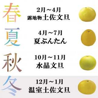 【先行予約】温室土佐文旦 L～3L 約6kg（10～14個入り）〈2026年12月上旬～12月下旬頃〉/ 高糖度 温室 ブンタン ぶんたん 土佐文旦 ハウス文旦 約6キロ 高知県 土佐市産 フルーツ 