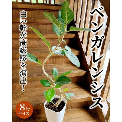 【ふるさと納税】観葉植物 ベンガレンシス8号サイズ1鉢【1768376】
