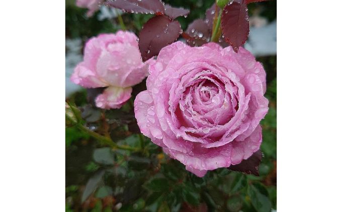 【Apple Roses】バラ苗『ラフ・メイカー』大苗6号ポット植え　 HNNH004
