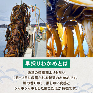 早採り 塩蔵わかめ 若芽っこ 500g×2袋 (計1kg) 海鮮 海藻 わかめ ワカメ 贈答品 贈答用 魚貝類 魚介類 みそ汁 スープ 酢の物 小分け 三陸産 岩手県 大船渡市