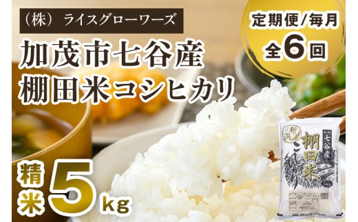【令和7年産】【定期便6ヶ月毎月お届け】七谷産 棚田米 コシヒカリ 精米 5kg《順次出荷》 白米 （株）ライスグローワーズ 新潟県 加茂市産 白米 米 お米 定期便