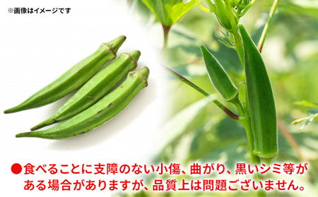 オクラ1.5kg(150本前後) 【オクラ オクラ オクラ オクラ オクラ おくら おくら】 on-0029