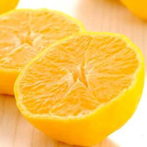 媛小春 7kg 愛媛県 八幡浜市 西宇和地区 希少な幻の柑橘 黄色いみかん【G25-346】【1715611】