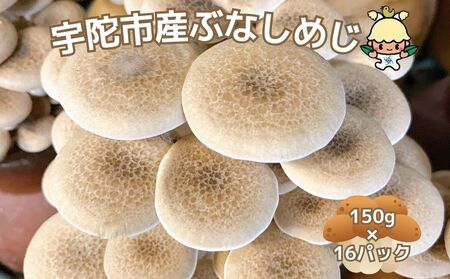 宇陀市産 ぶなしめじ 150g × 16パック / キノコ倶楽部 しめじ キノコ きのこ 菌床 鍋料理 鍋 送料無料 農家直送 ふるさと納税 詰め合わせ 奈良県 宇陀市