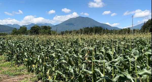 信濃町の寒暖差のある気候によって、たっぷりと甘みを蓄えられます。