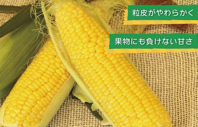 ゴールドラッシュ 8本【新鮮 野菜 泉佐野産 とうもろこし コーン やさい TONOファーム 高評価 数量限定 先行予約】 G1101