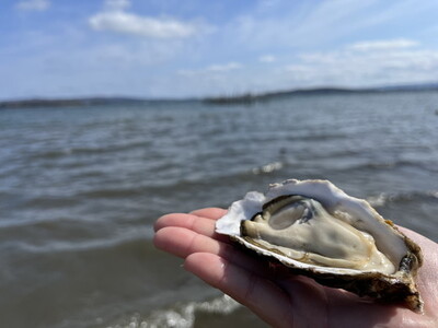 能登かき　殻付き小缶(加熱用)  | 牡蠣 魚介類 訳あり 生活応援価格 ご家庭用 石川県 七尾市 復興支援 ※2027年1月～発送