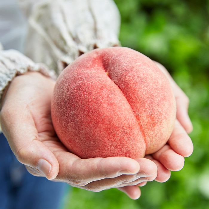 【定期便4回】ふるさと山形のおいしい定期便 【令和8年産先行予約】FU23-765