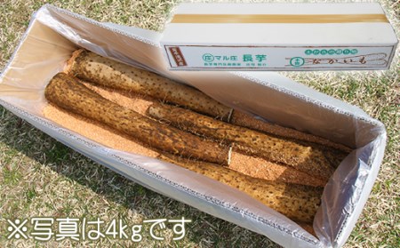 変色しない！ 訳あり 土付き 長芋 10kg 【ながいも一筋 マル庄】 ／ とろろ 山かけ 訳アリ