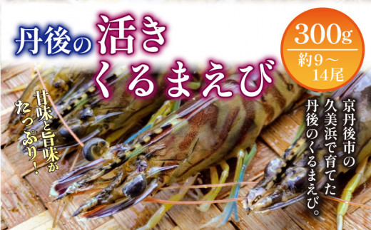 丹後の活きくるまえび 300g（9～14尾）　MN00058