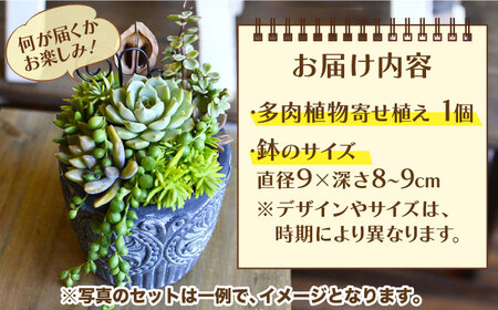 natur オリジナル 多肉 植物 寄植え 粘土 鉢 福岡 八女 観葉植物 はち インテリア 室内栽培 水やり 広川町 / plantsfunshopnatur[AFAT001]