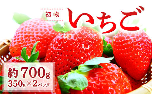 
初物いちご（350g×2パック）【先行予約 いちご 12月発送 果物 くだもの フルーツ 苺 イチゴ 350g×2パック 初物 冷蔵 期間限定 季節限定 早期予約】
