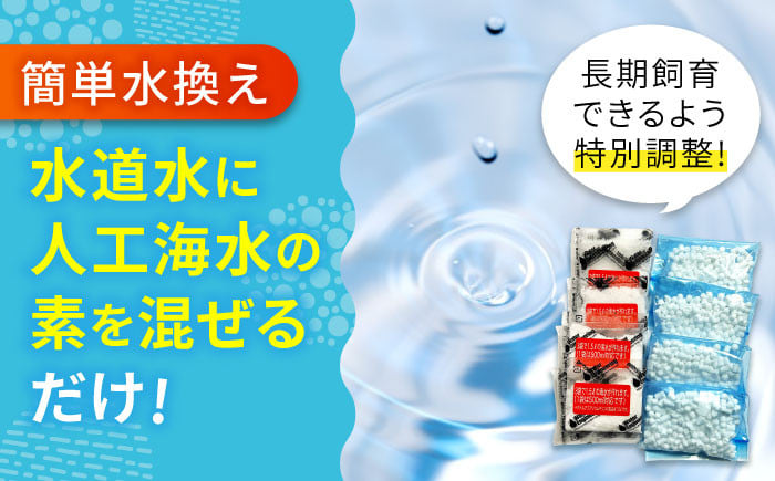 すぐに始められれる安心アクアリウム 海水魚 観賞魚 カクレクマノミ 熱帯魚