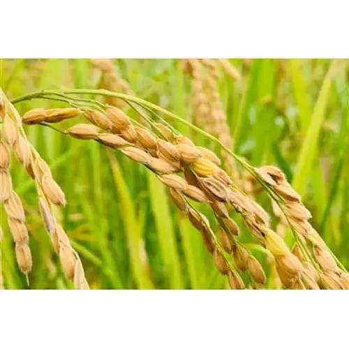 【令和8年産】コシヒカリ　白米5kg【1441113】