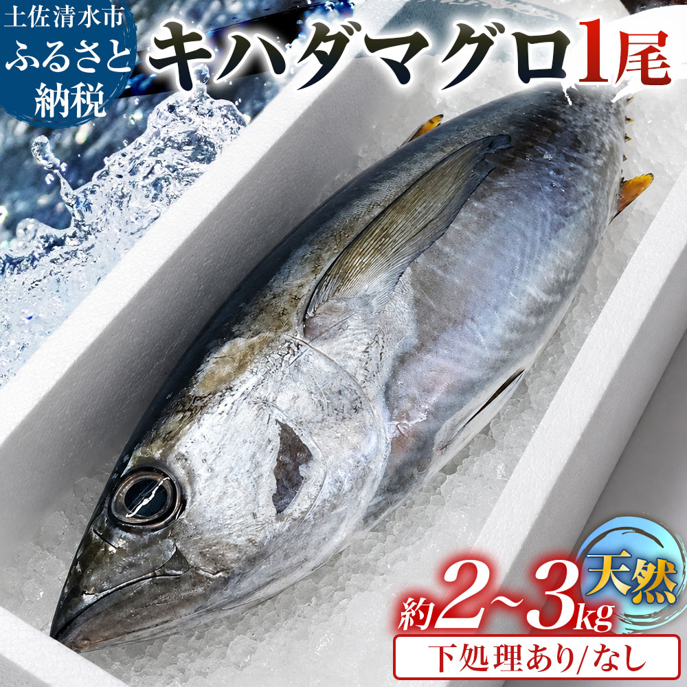【ふるさと納税】キハダマグロ 1尾 約2～3kg まぐろ 1本 一匹 下処理ありなしが選べる 国産 鮪 赤身 天然 刺身 お刺身 刺し身 丸ごと お造り 中トロ 大トロ 約40cm程度 約8～12人前 魚 海鮮 食品 冷蔵 配送 高知県 高知 土佐清水市 ふるさとのうぜい 故郷納税【R01757】