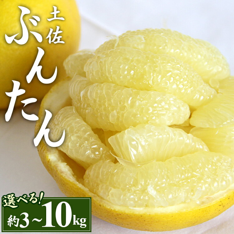 【ふるさと納税】【先行予約】土佐文旦 (2L〜4Lサイズ)（選べる：約3kg/5kg/7kg/10kg） - 期間 数量限定 果物 くだもの フルーツ 柑橘類 果実 ぶんたん ブンタン フレッシュ ジューシー 間城農園 ザボン ボンタン お取り寄せ 美味しい 特産品 贈答 高知県 香南市【常温】