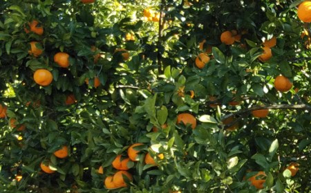 【先行予約】越年完熟室戸ポンカン2.5kg sa003　みかん ぽんかん ポンカン ﾎﾟﾝｶﾝ 家庭用 土佐くだもの畑 高知 みかん ミカン 蜜柑 mikan 果物 くだもの フルーツ 柑橘 濃厚 甘