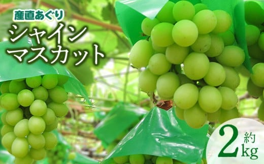 【令和8年産先行予約】 シャインマスカット 約2kg 山形県鶴岡産　産直あぐり　K-855