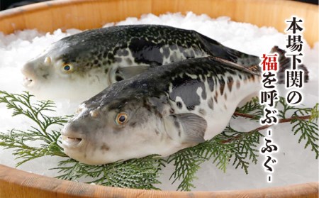 ふぐ刺し とらふぐ皮 4人前 冷凍 ふぐ FG