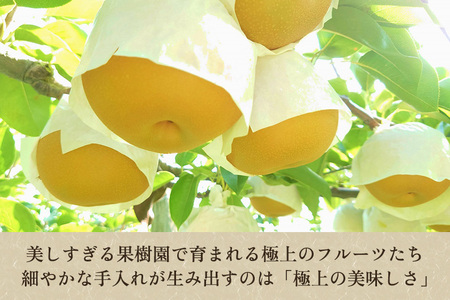 【2026年先行予約】 たかはし果樹園 謹製 新潟県産和梨 豊水 約3kg《9月上旬～順次配送》ほうすいたかはし果樹園 豊水梨