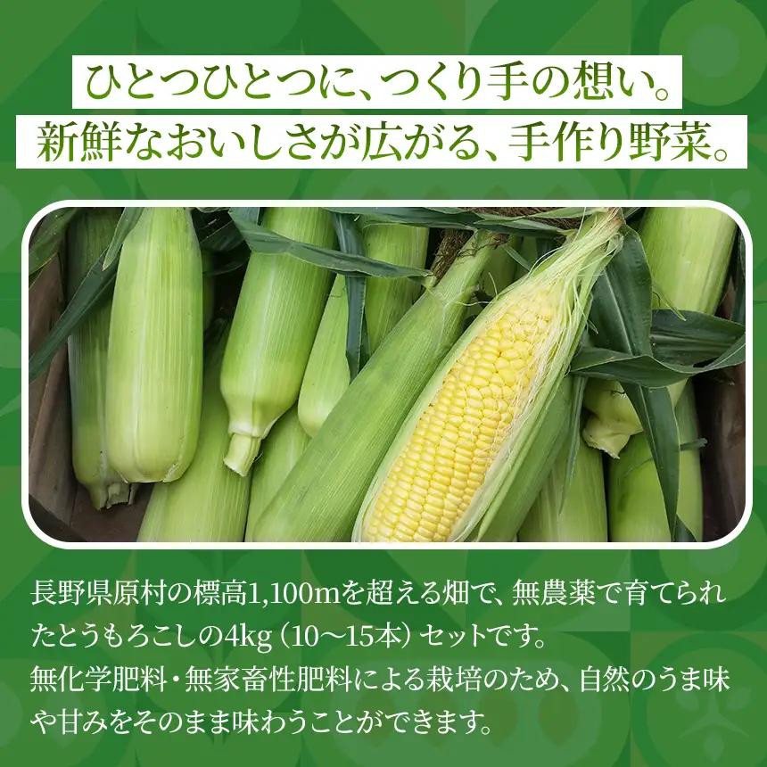 【栽培期間中農薬不使用・無化学肥料・無家畜性肥料で育てた】 朝採り とうもろこし 約4kg ( 10～15本 )【2026年7月下旬～発送】