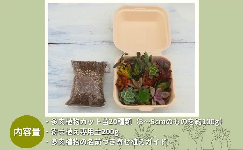 多肉植物 じぶんで植える 多肉の寄せ植え セット インテリア 多肉 植物 ガーデニング 