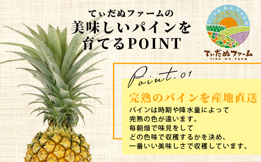 《2025年5月上旬頃より順次発送》【予約受付】石垣島産 ボゴールパイン 3～4個セット 約3㎏【産地直送 石垣島産 石垣 完熟 パイン パイナップル スナックパイン ボゴール 】TD-3