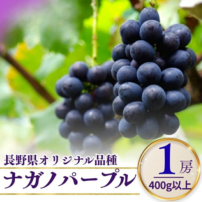 【ふるさと納税】【2026年先行予約】ナガノパープル 400g以上(1房) ｜ 果物 フルーツ 黒ぶどう 葡萄 ブドウ 種無し 種なし 皮ごと 千曲市 長野県 信州
