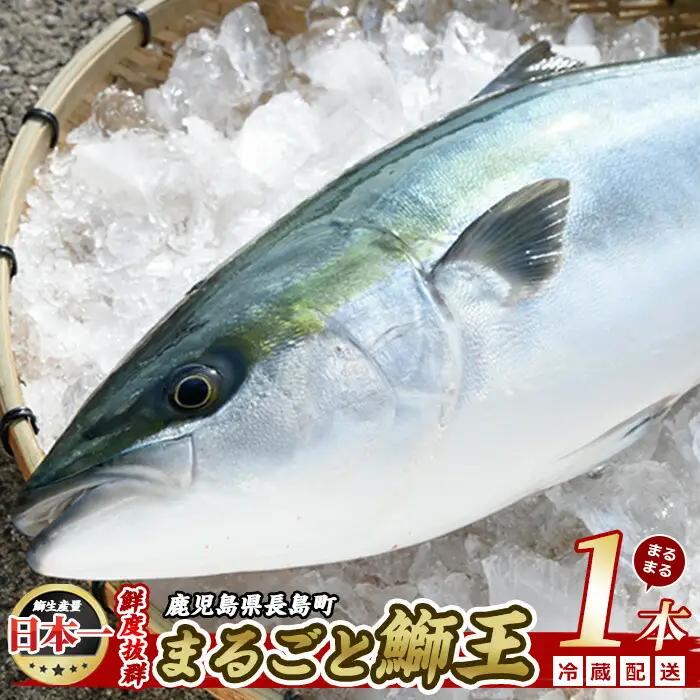 テレビで紹介ぶりの王様「 鰤王 」 まるごと 1本 （約3.5kg～） ラウンド 先行予約 産地直送 長島町 特産品 ブランド 鰤 冷蔵 ふるさと納税 ぶり 刺身 ぶりしゃぶ ぶり大根 海鮮丼【JFA