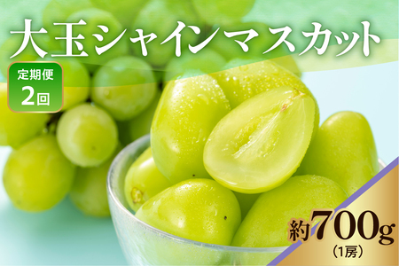 《 先行予約 / 令和7年産 》【 定期便 】 山形県産 大玉シャインマスカット 700g (1房)　2回〔 9月下旬頃 ～ お届け 〕 ぶどう 白ぶどう 2025年産