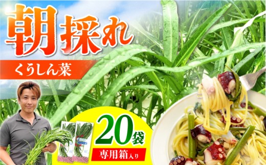 新鮮朝採れ くうしん菜 大容量パック 20袋 / 野菜 葉物野菜 水耕栽培 産地直送 サラダ エンサイ ヨウサイ 国産 新鮮 野菜 鮮度抜群 小分け 詰め合わせ まとめ買い シャキシャキ 鉄分 夏バテ 料理 お裾分け 中華 炒め物 ニンニク炒め オイスターソース炒め おひたし 和え物 スープ 時短 ほうれん草 の代わり / 亀山市 / グリーンハウス吉田 [AMCD001]