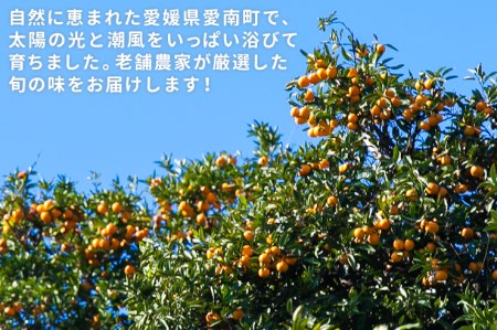 【贈答用】清家ばんかんビレッジ 愛媛みかん 5kg
