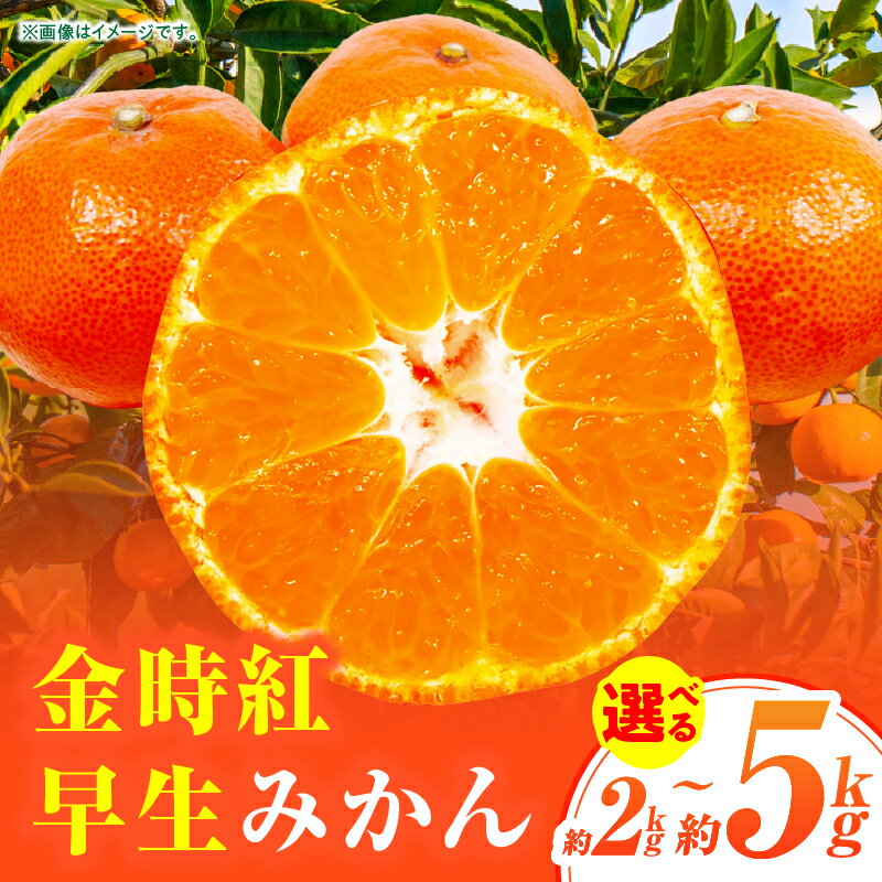 【ふるさと納税】【選べる内容量】金時紅早生みかん約2～5kg【香川県共通返礼品】甘い みかん ミカン 柑橘 柑橘系 果物 フルーツ 青果 デザート グルメ おすすめ 贈答 贈り物 ギフト プレゼント 特産品 特産 取り寄せ ふるさと 果汁 人気 香川県 三木町
