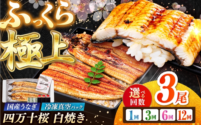 
                  極上国産うなぎ四万十桜 白焼き3尾 通常サイズ / 国産 高知 四万十 うなぎ ウナギ 鰻 蒲焼き うな重 惣菜 贅沢 【有限会社もりた】 [ATHE042]
                