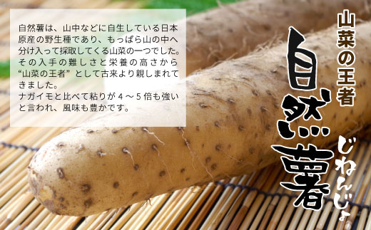 【2024年12月発送】東白川村産 自然薯 1kg じねんじょ 岐阜県産 東白川村 長芋 新鮮 お取り寄せ 和食