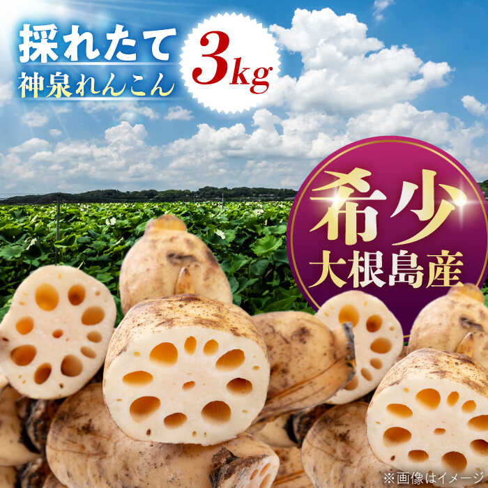 【ふるさと納税】島採れ堀りたて 大根島産神泉れんこん 3kg 島根県松江市/株式会社ふぁーむ大根島[ALCB005]｜れんこん レンコン 蓮根 掘りたて ほりたて 野菜 根菜