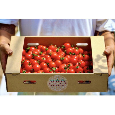 【ふるさと納税】先行予約 2026年8月より発送 北海道 富良野市産 完熟ミニトマト プレミアムルビー 3kg【1704465】