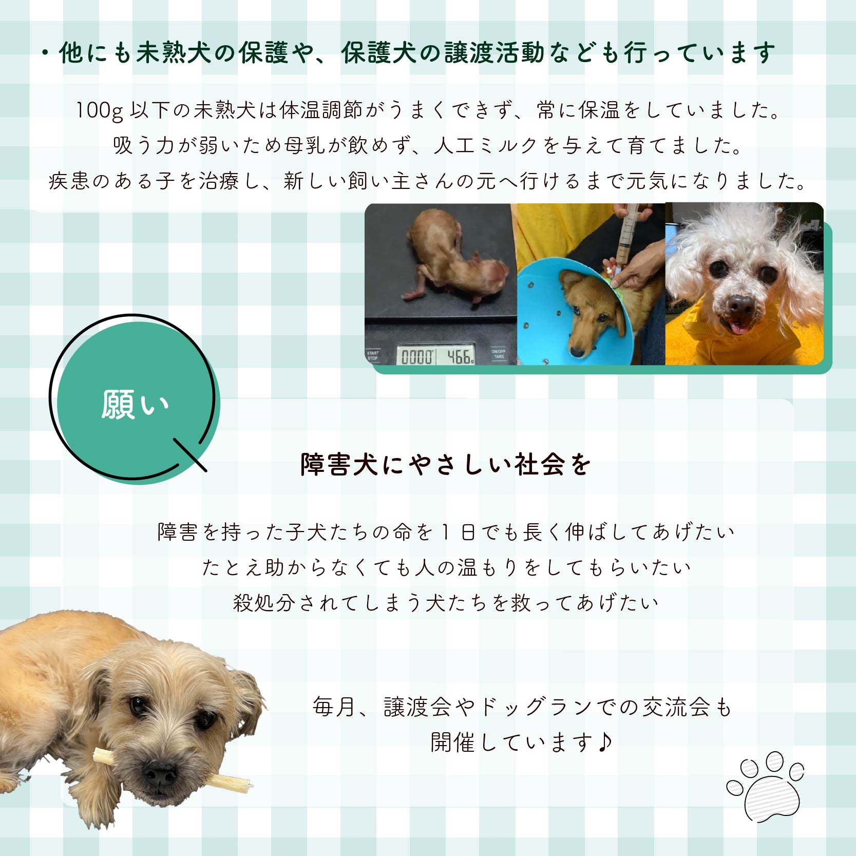 【返礼品なし】 障害犬 保護犬の支援 ハートフルプラン 保護 支援 里親 譲渡 治療 餌 犬 動物愛護 藤枝市 静岡県