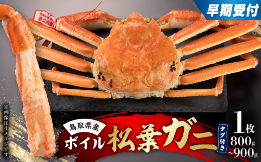 早期受付　鳥取県産タグ付きボイル松葉ガニ大1枚【2025/10/31までのお申込み分】【配送不可地域：離島・北海道・沖縄県】
