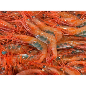 【E-79】鳥取網代港 朝獲れ直送！旬の天然魚セット【さかなや新鮮組】