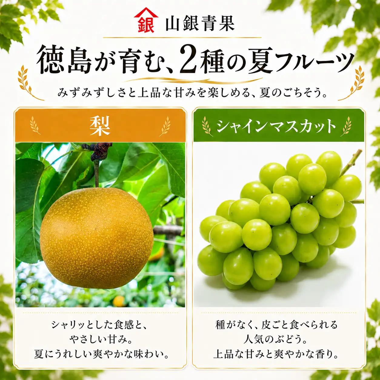 フルーツ 定期便 2回 コースB 果物