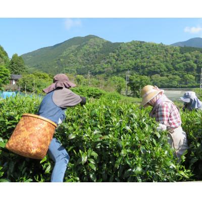ふるさと納税 南部町 令和7年産【新茶】プレミアムリーフティー「甲斐のきらめき」(白鳥・天子) |  | 02