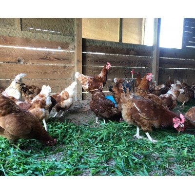 鶏とわたしの平飼い玉子　30個(10個入り×3パック)【配送不可地域：離島】【1626060】