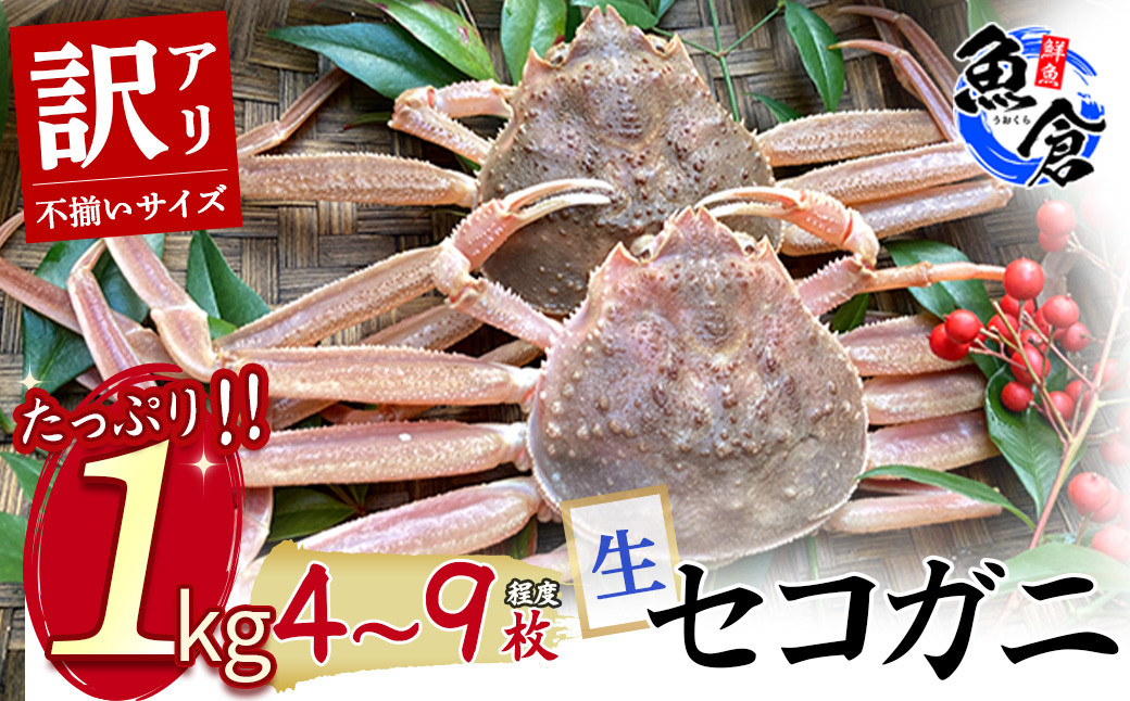 
            【魚倉】（生）不揃いサイズ　訳ありたっぷり1ｋｇセット　セコガニ（親ガニ、せいこがに） カニ ズワイガニ カニ爪 訳あり わけあり 冷蔵 かにしゃぶ カニ刺身 ずわいがに 鮮度抜群 国産 高級 足欠け 足かけ 鳥取県 倉吉市
          