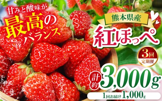 【定期便3ヶ月】【農家から届く甘酸っぱい贈り物】 紅ほっぺ 約3000g | 紅ほっぺ いちご 苺 フルーツ 果物 国産 国産フルーツ 産地直送 農家直送 低農薬 お取り寄せ ギフト贈答用 プレゼント お歳暮 熊本県 玉名市
