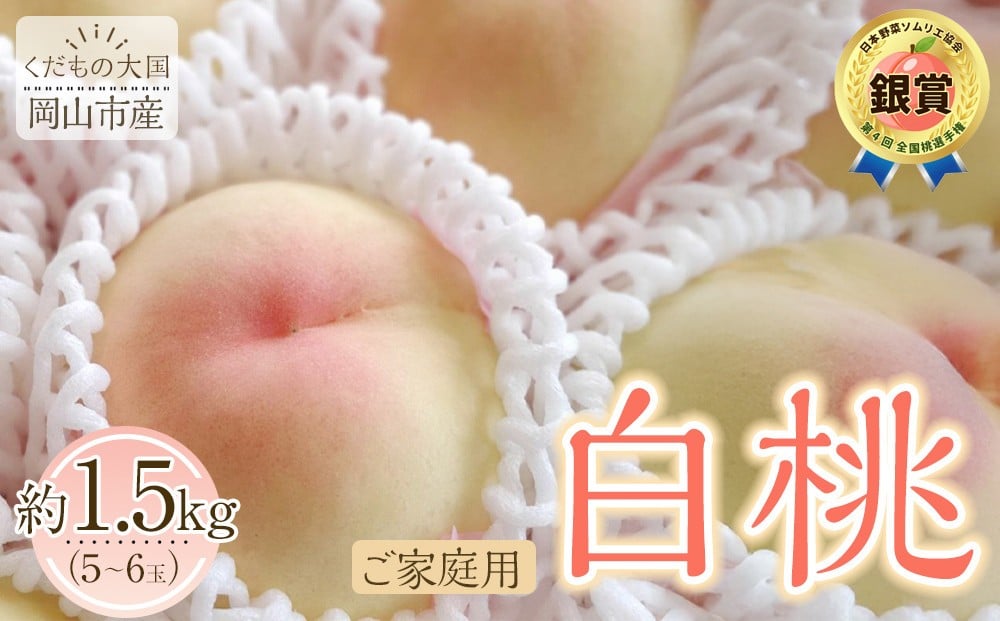 
            岡山市産 白桃 ご家庭用 約1.5kg 5~6玉 ＜2026年7月上旬～8月下旬頃出荷＞【白桃 桃 もも 果物 フルーツ くだもの 家庭用 先行予約 岡山県産 岡山市 おすすめ 人気】
          